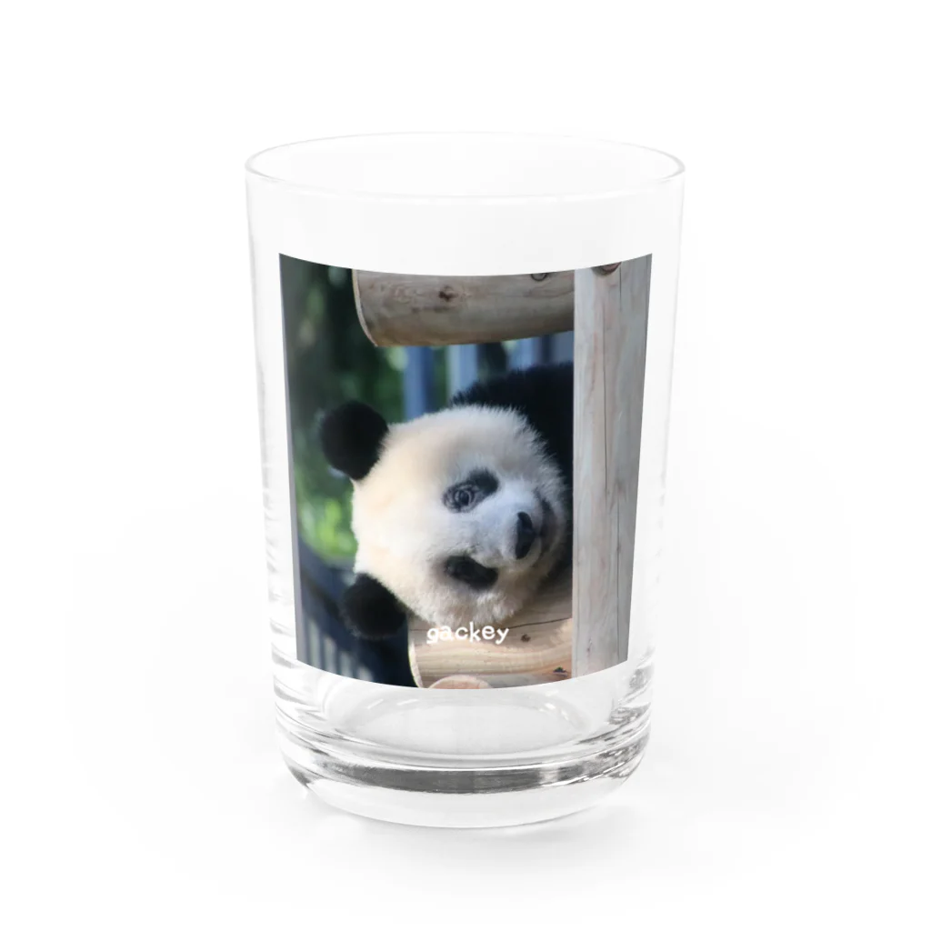 gackeyのひょっこり PANDA Water Glass :front