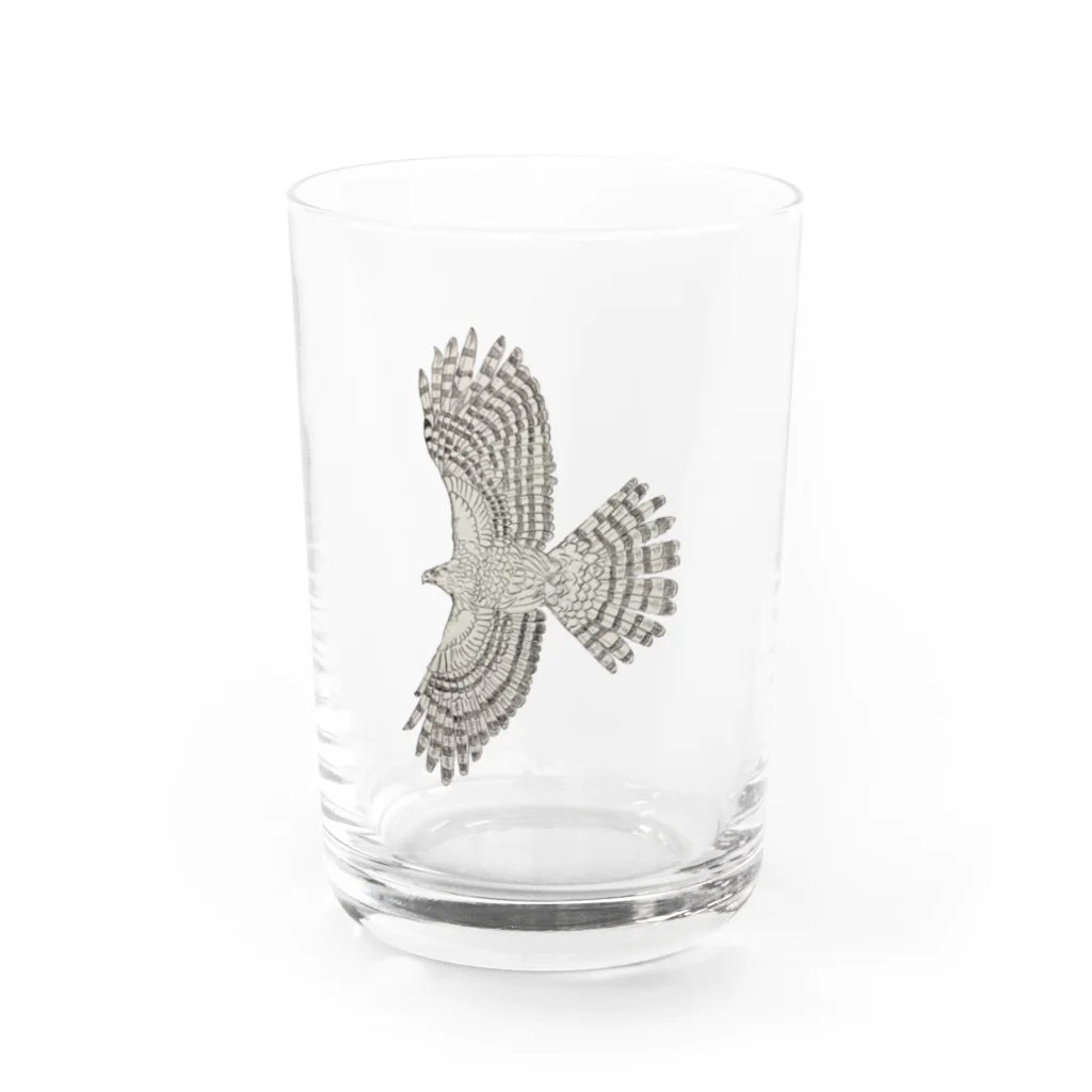 Coshi-Mild-Wildのクーパーハイタカ_A Water Glass :front