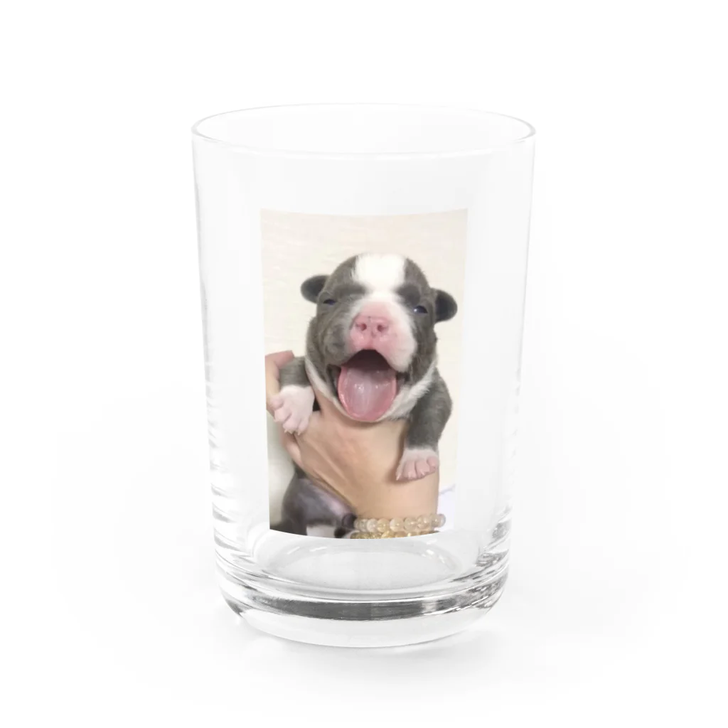 americanbullyのアメリカンブリー Water Glass :front