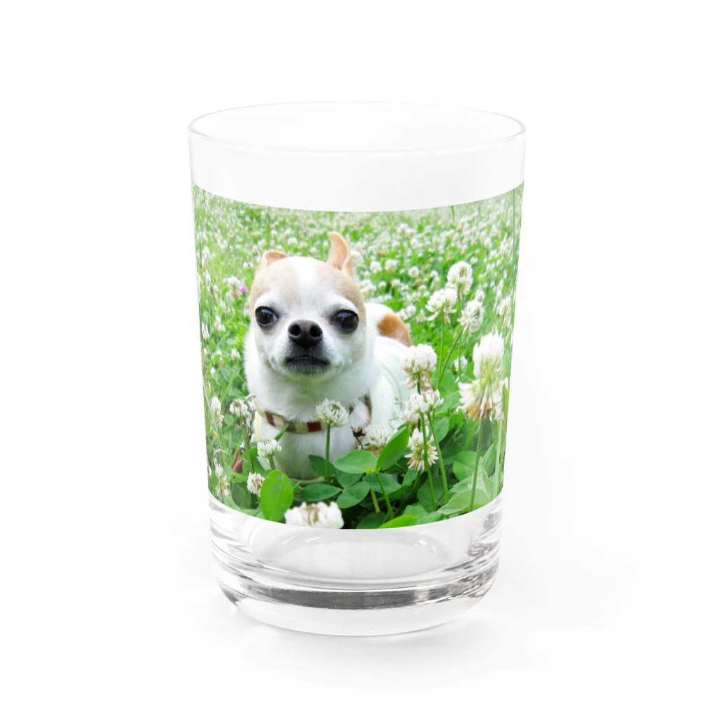 akane_art（茜音工房）のカラフルチワワ（クローバー） Water Glass :front