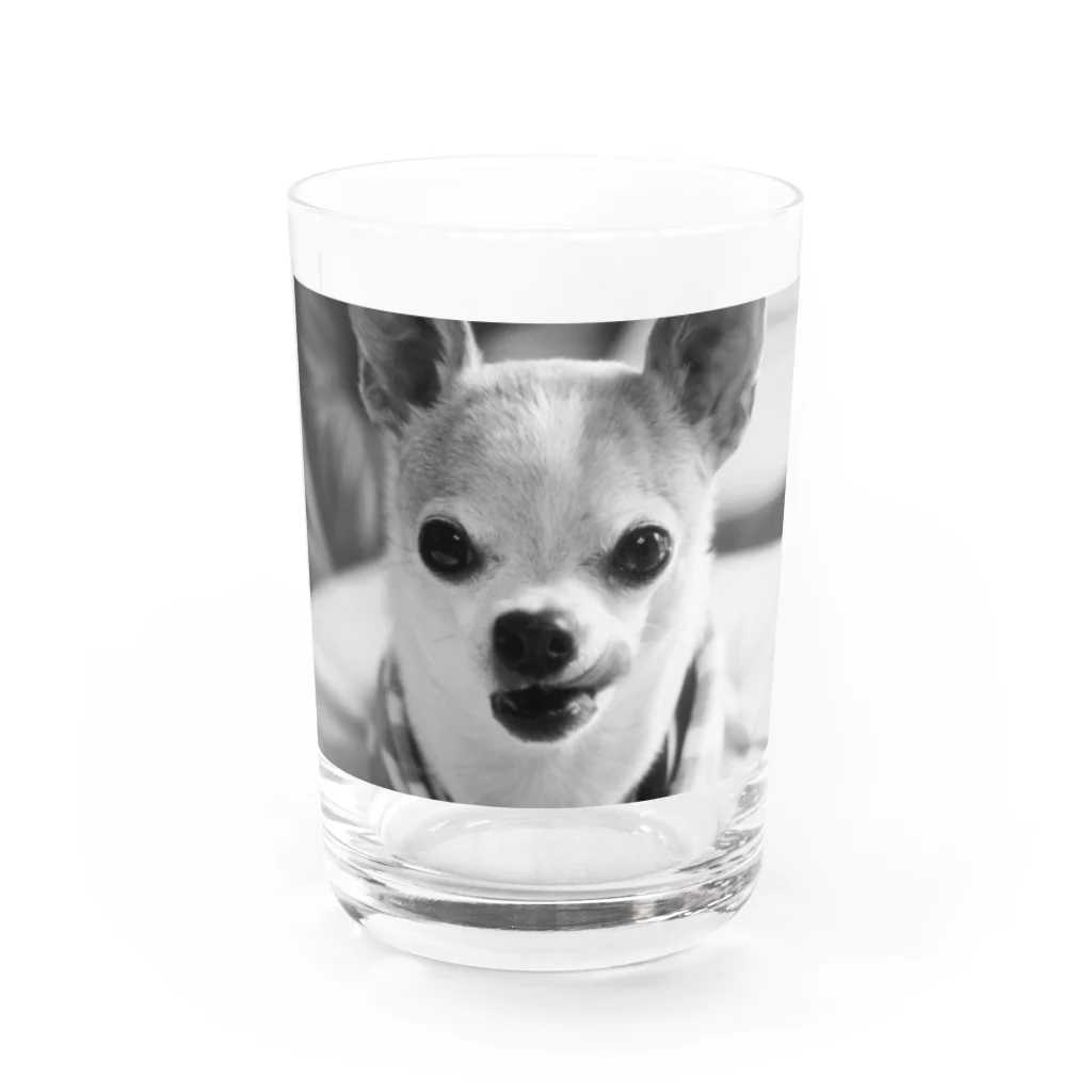 akane_art（茜音工房）のモノクロチワワ（ぺろんちょ） Water Glass :front