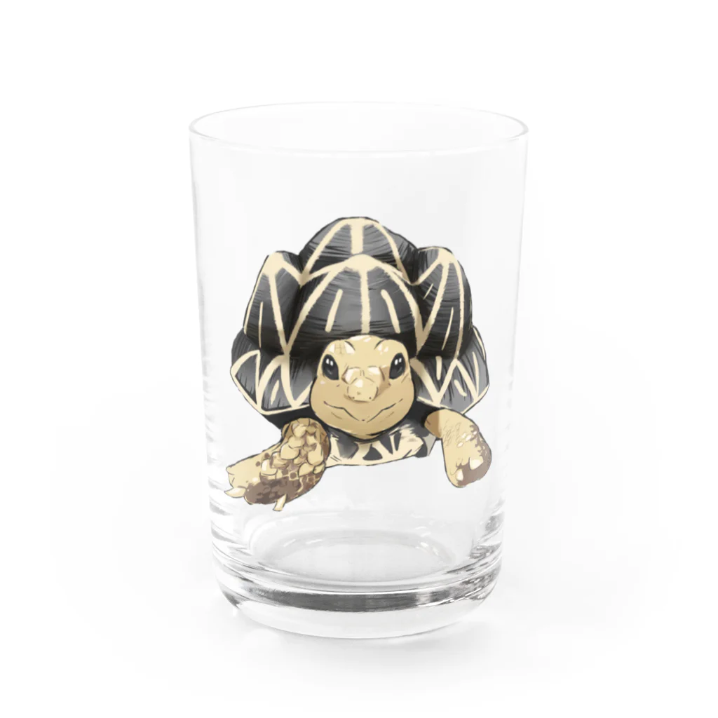 カメまる子🐢のインドホシガメ〜カメコくん〜 Water Glass :front