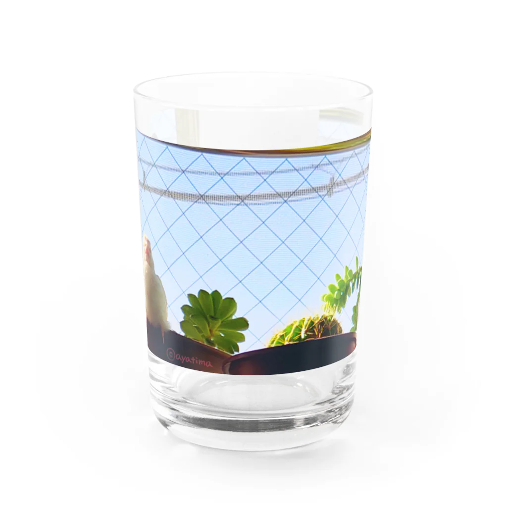 松砂丸商店の白文鳥のチマフミ Water Glass :front