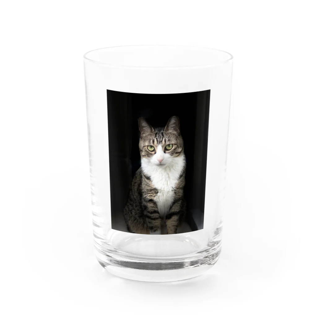 miyu_the_catの見据えるキャット Water Glass :front