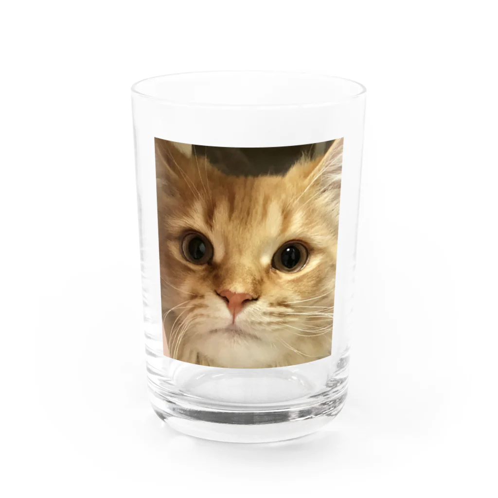 猫ちゃんの可愛いぬこちゃん グラス前面