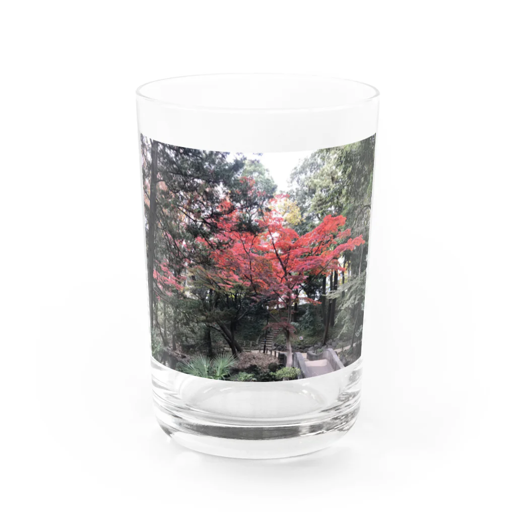 YDTの紅葉気分 Water Glass :front