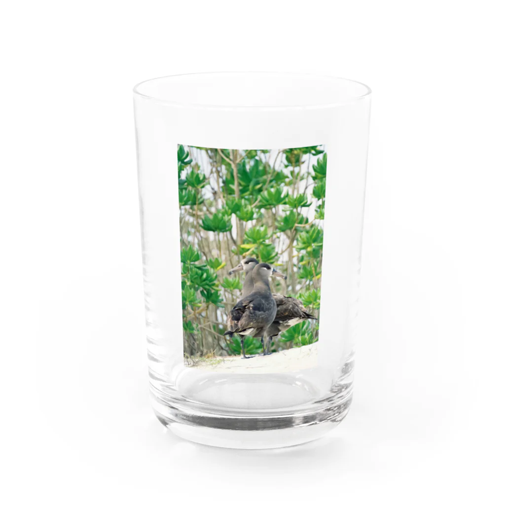 写真的徒然草のクロアシアホウドリ Water Glass :front