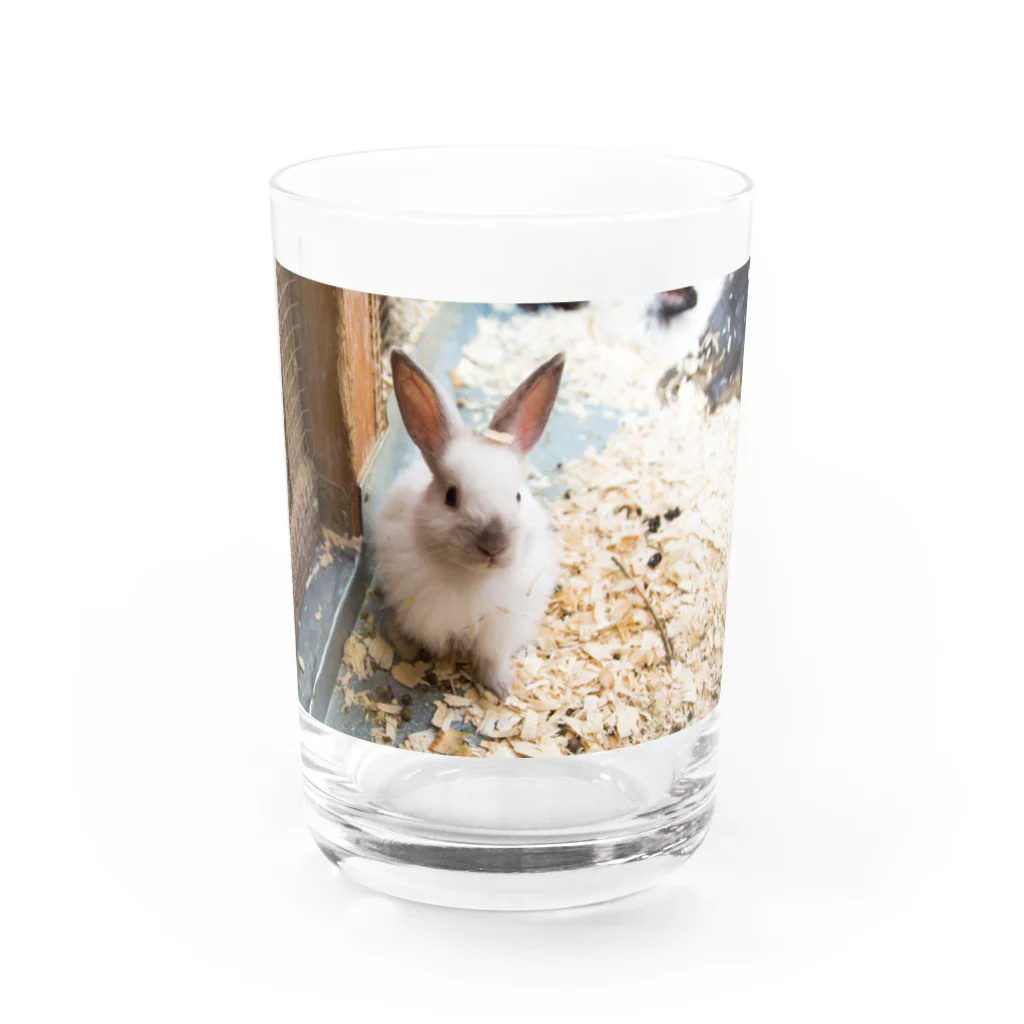 うさぎ×３のうさぎさん Water Glass :front