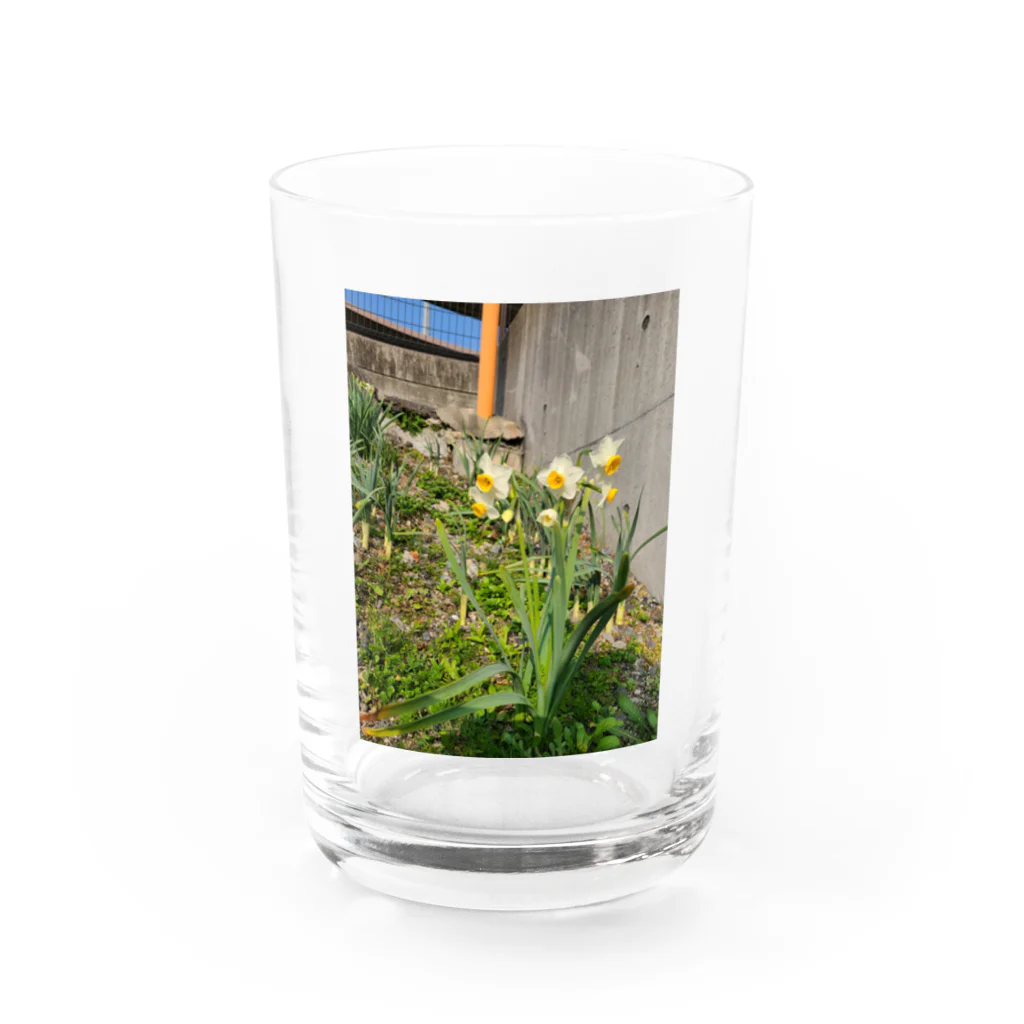 蓮華の春の足音 Water Glass :front