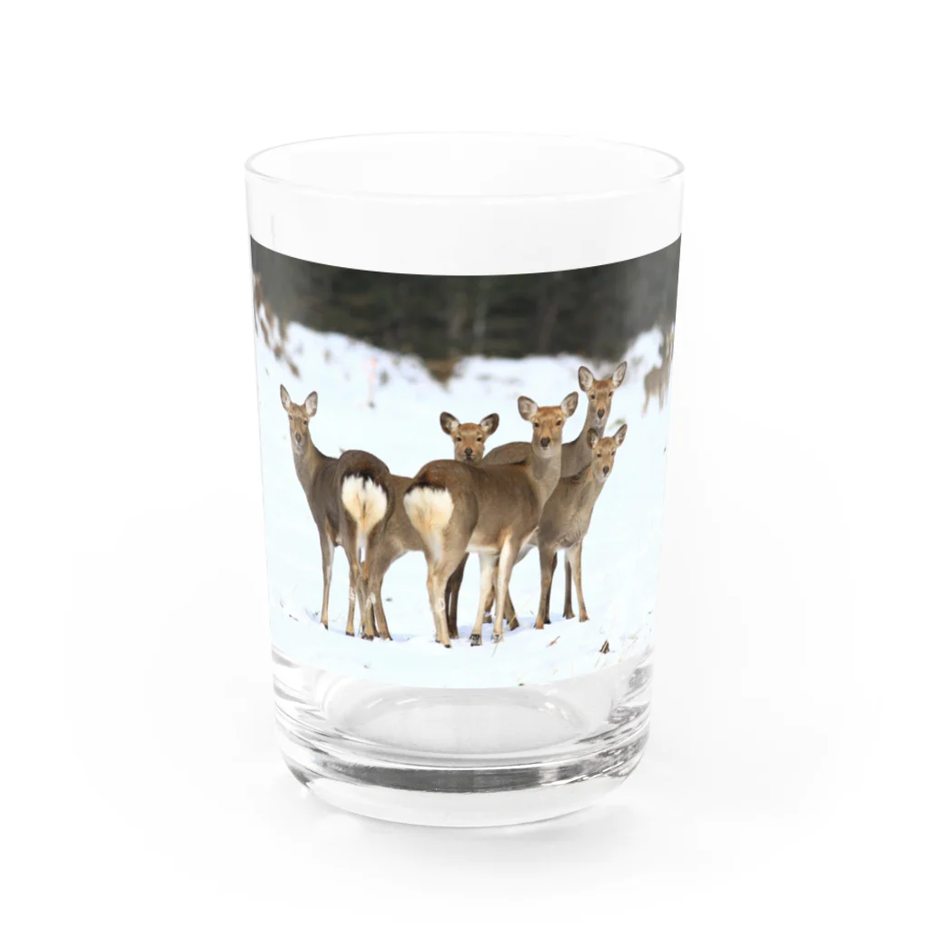 野鳥と犬の竃蔵屋(かまくらや)のエゾシカ。鹿。動物。 Water Glass :front