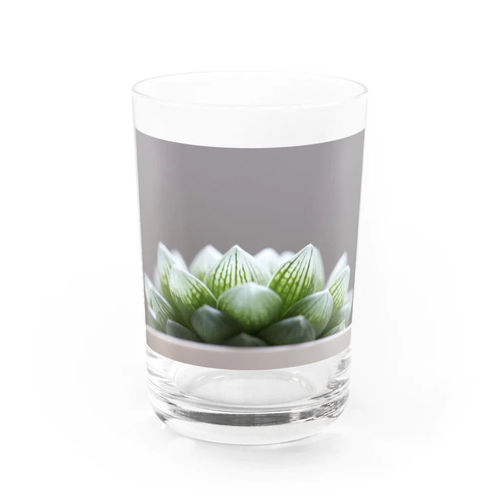 8l0のハオルチア　多肉植物 Water Glass :front