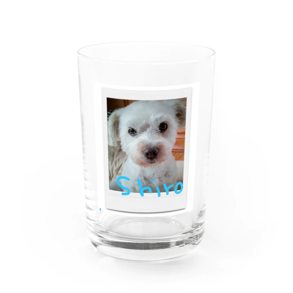 soyboy7のしろたん Water Glass :front