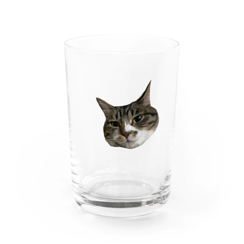 ジャパニャンライフのキジ白ミィの顔ドアップグラス Water Glass :front