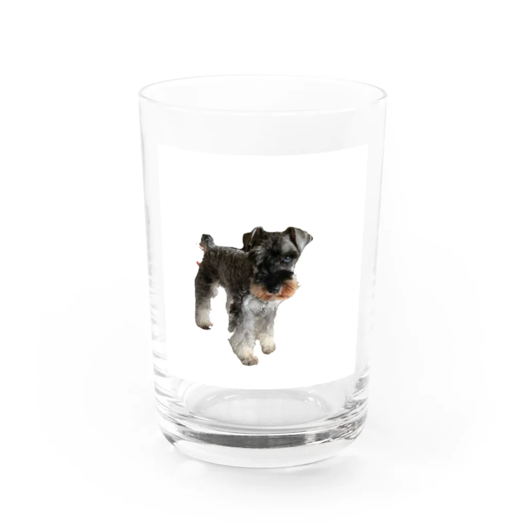 遊のミニチュアシュナウザー Water Glass :front