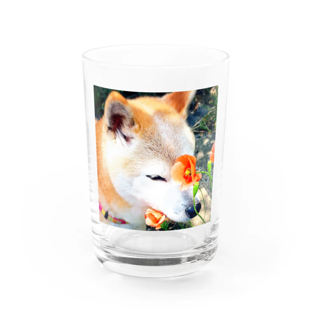 丸みの柴犬とお花 Water Glass :front