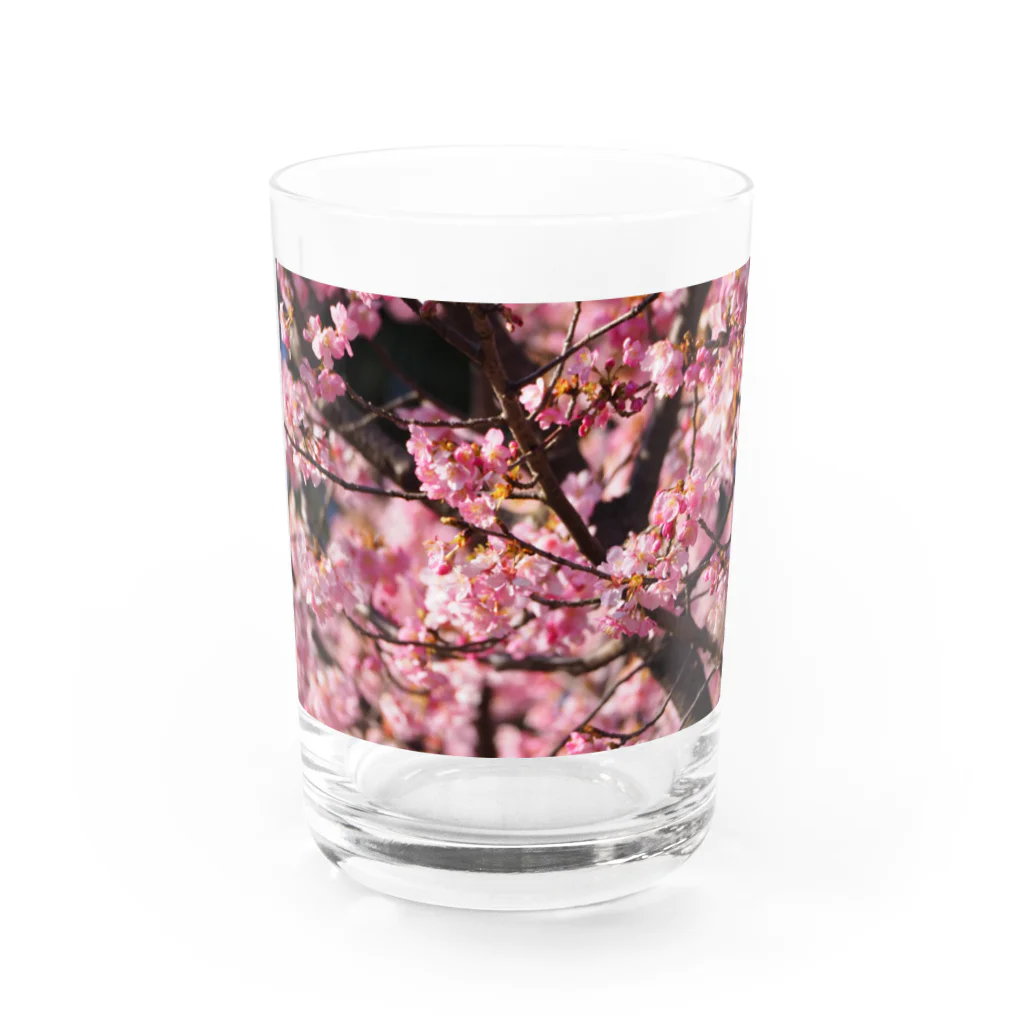 SHOPマニャガハの2021年の桜(№2) Water Glass :front