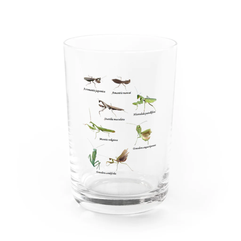 L_arctoaの関東のカマキリ（旧学名・非推奨）（背景透過ver） Water Glass :front