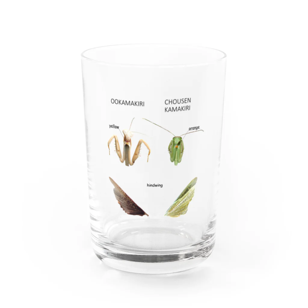 L_arctoaのオオカマキリとチョウセンカマキリ Water Glass :front