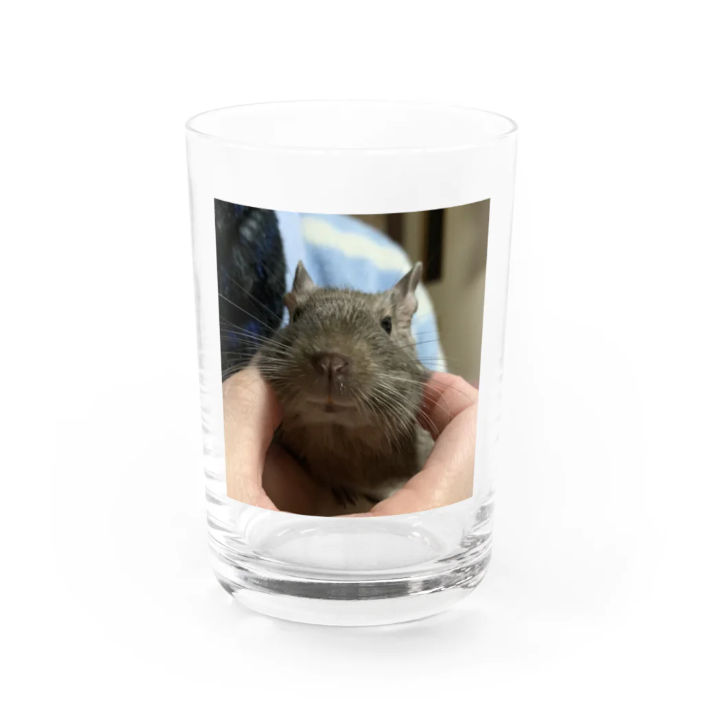 もぐレッダの撫でられデグーのぐりちゃん Water Glass :front