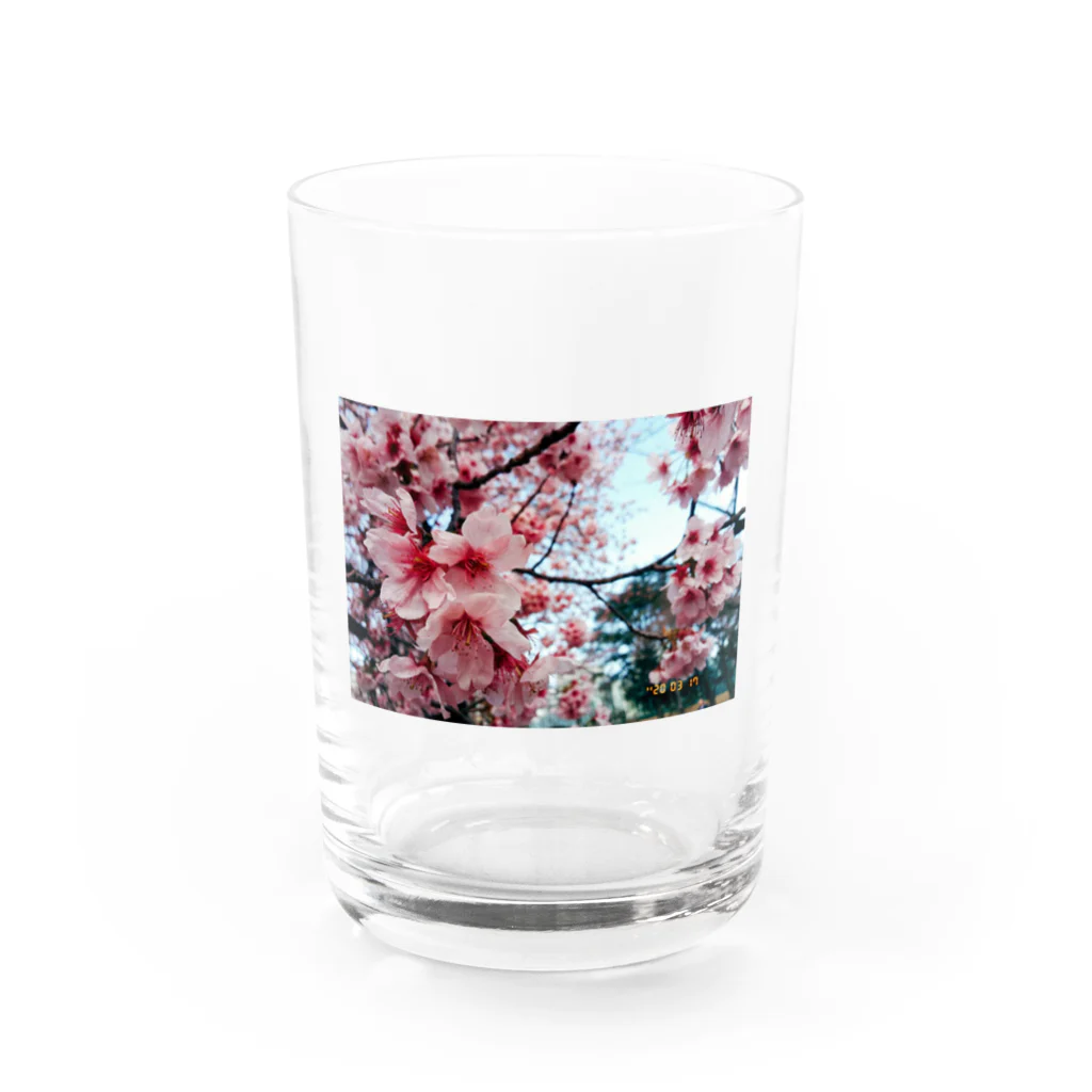 フィルムカメラと花の3月の桜 Water Glass :front