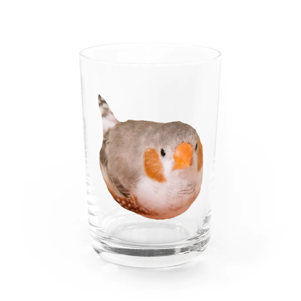 きんちゃんグッズのまんまるきんちゃん Water Glass :front