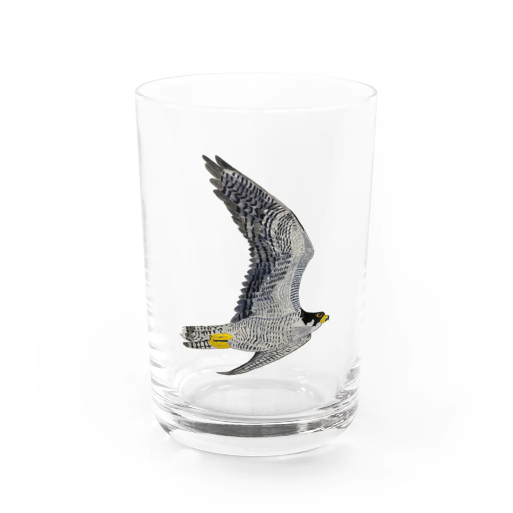 Coshi-Mild-Wildのハヤブサですよ🦅 Water Glass :front