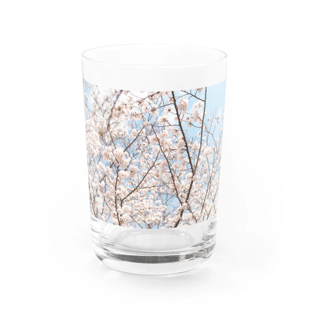 shirohigenoのsaKuraCap Water Glass :front