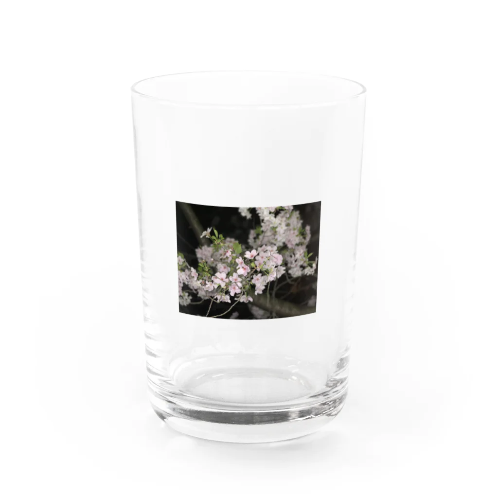 けのさくら Water Glass :front