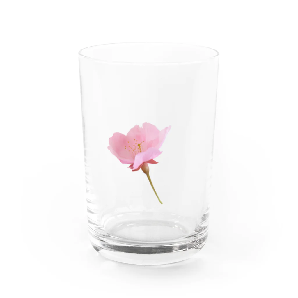 ぺてぃもーずのおみせのサクラ Water Glass :front