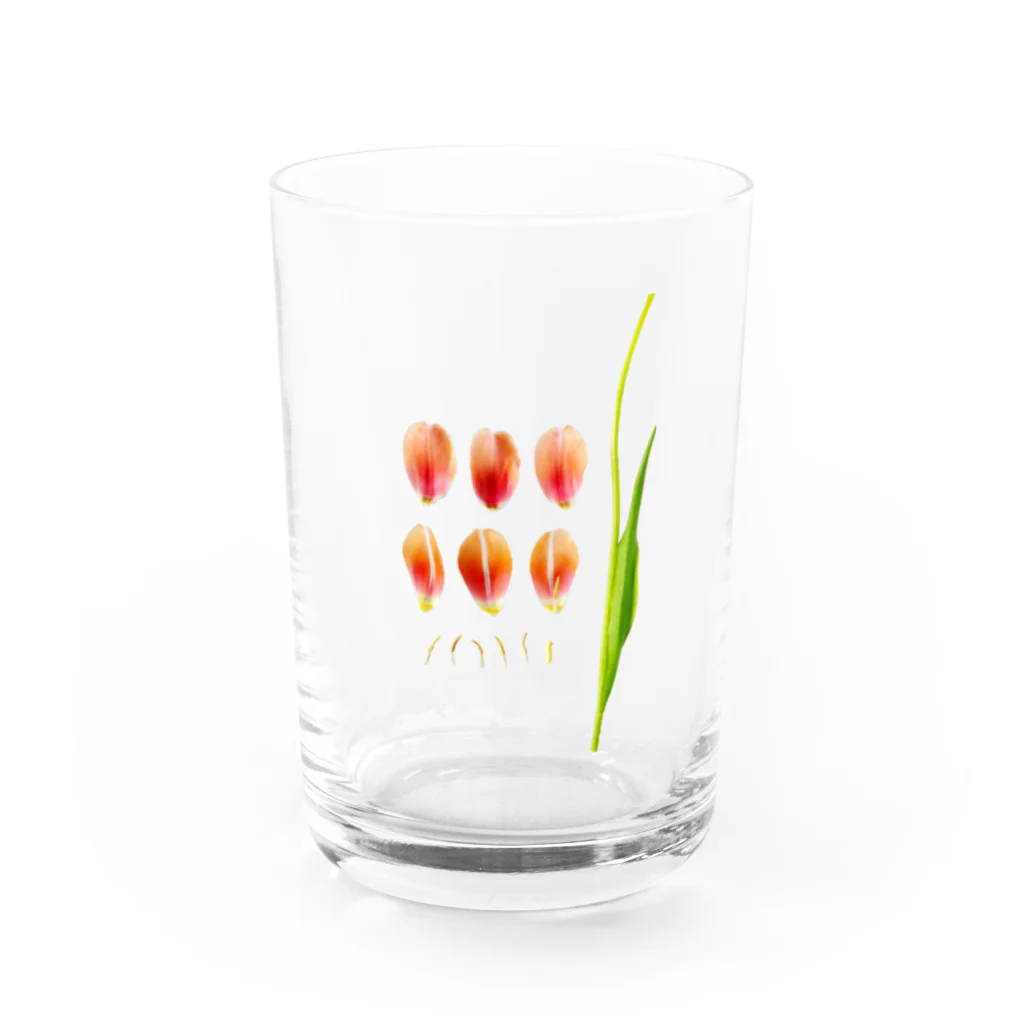 prism cityの花標本 サーモンピンクのチューリップ Water Glass :front