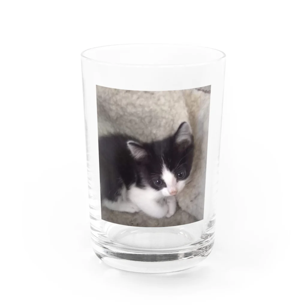 みーのお部屋 のおすまし猫 テールくん Water Glass :front