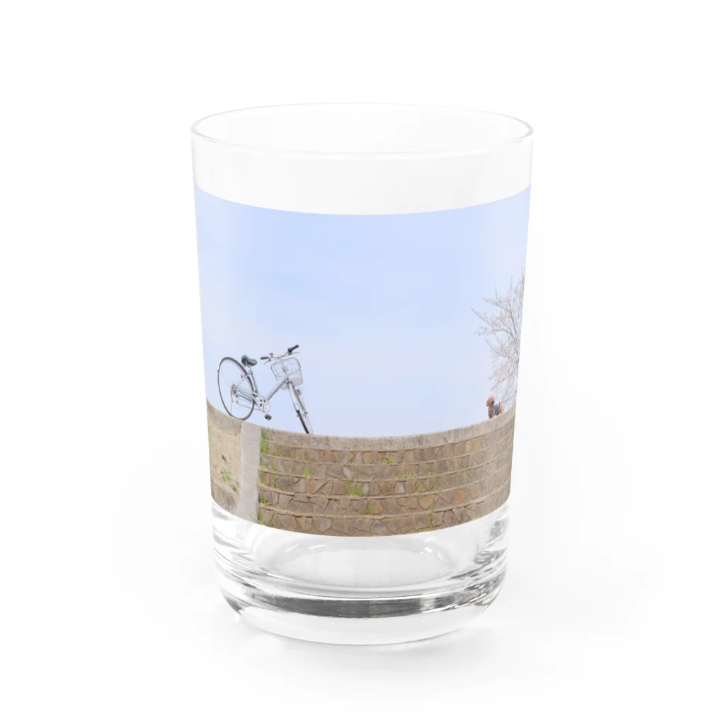 にしむの桜、自転車、ワンちゃん Water Glass :front