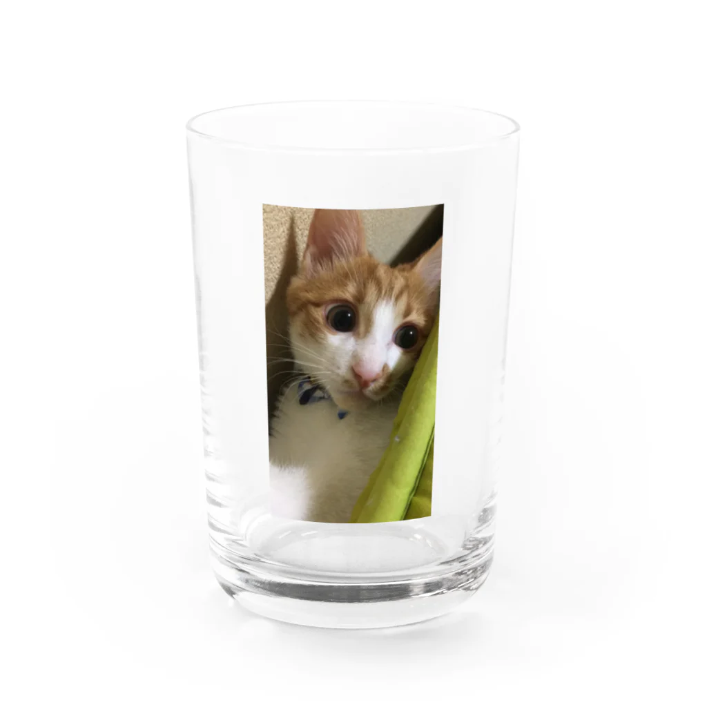 むむ😸🍈(mumu)グッズの茶白猫むむ Water Glass :front