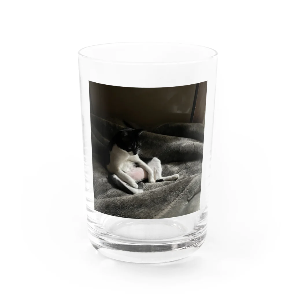 Link∞artのつかれたネコ Water Glass :front