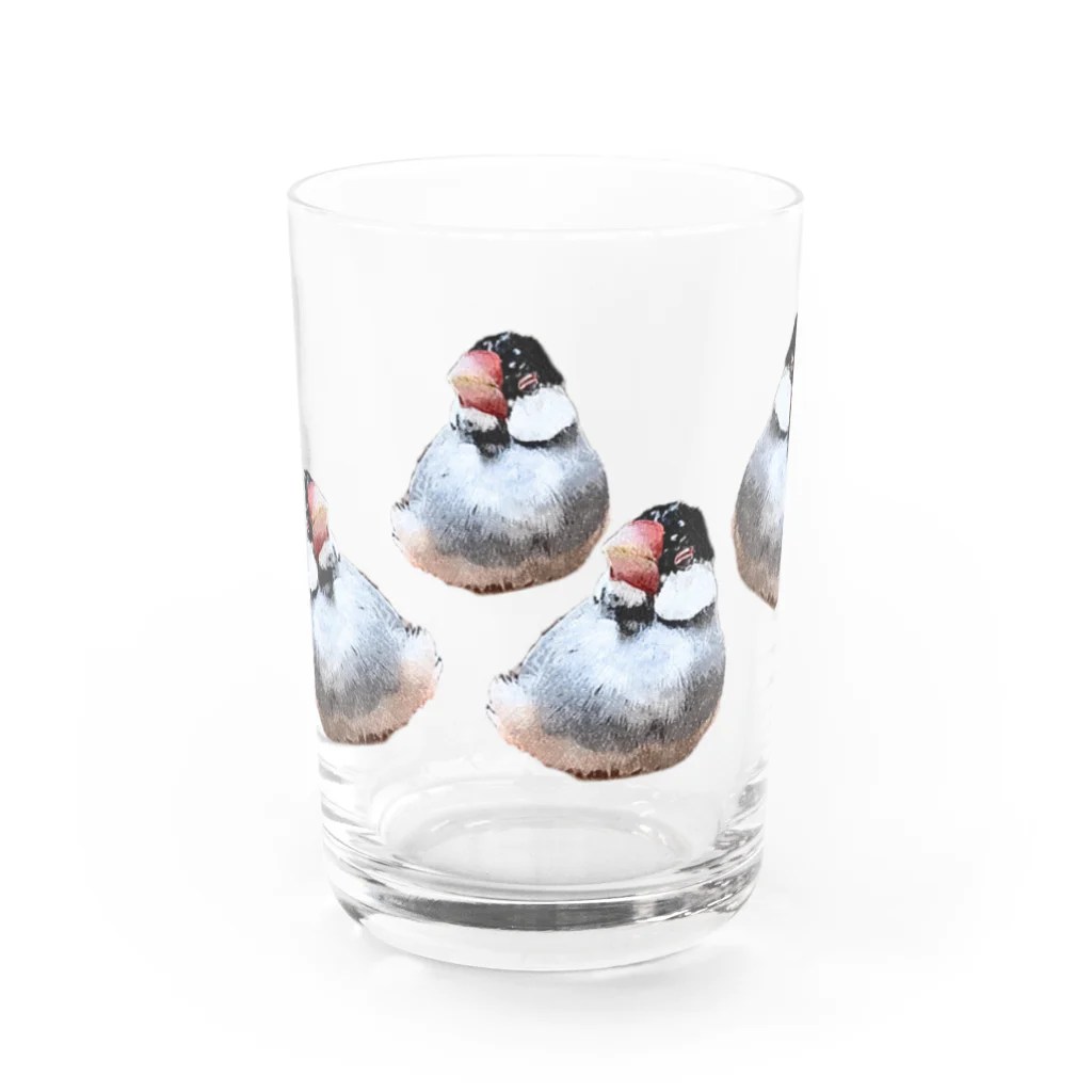 🐦🦆XL文鳥のXL文鳥②ボス　すやすや分身の術 Water Glass :front