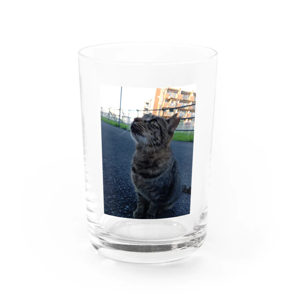 ながしっぽ from.さくらねこの家のとらちゃん　type.Ｂ Water Glass :front