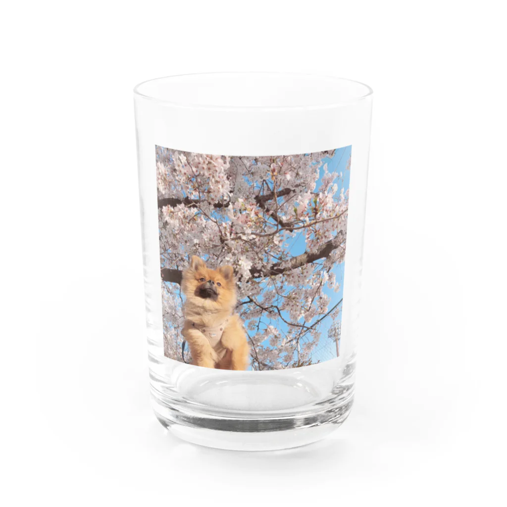 イケタニ カナタロウのイケタニ クロ　桜 Water Glass :front