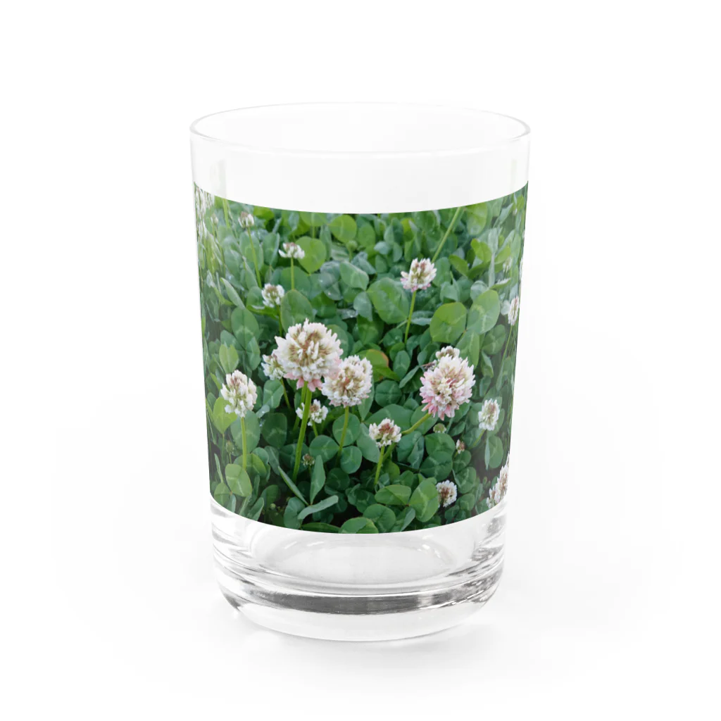 yuaomaのシロツメグサとクローバー  Water Glass :front