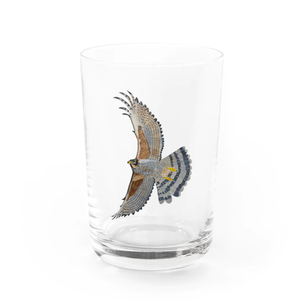 Coshi-Mild-Wildのサシバ_D Water Glass :front