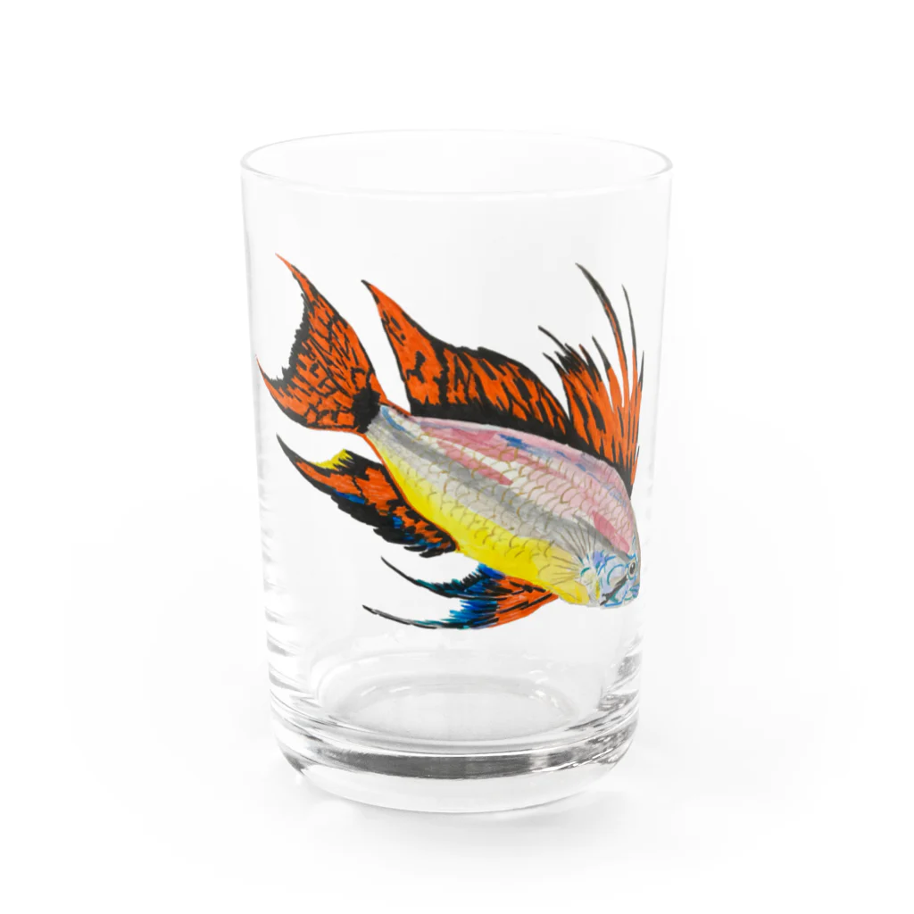 Coshi-Mild-Wildのアピストグラマ・カカトゥオイデス‼️ グラス前面