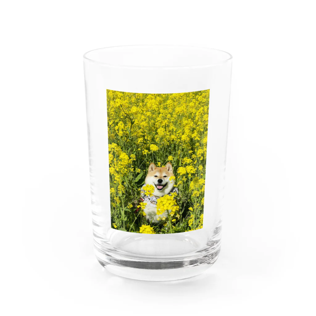 ハナちゃんの！の菜の花ハナちゃん Water Glass :front