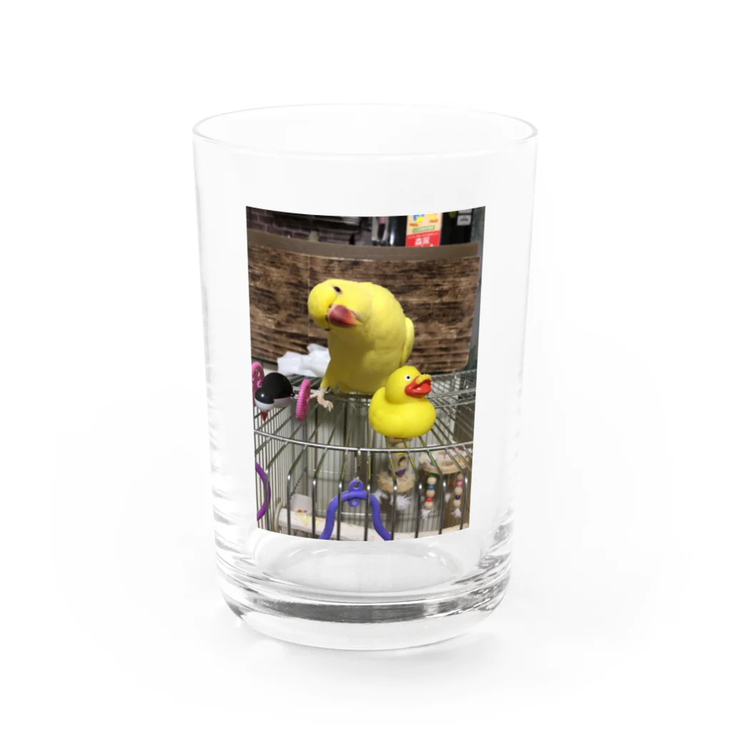 yukaのワカケホンセイインコのきいろちゃん Water Glass :front