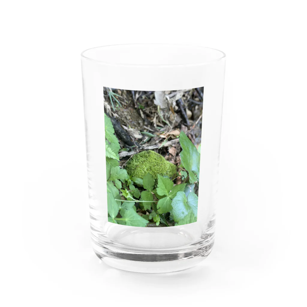 Stormの苔苔苔 Water Glass :front