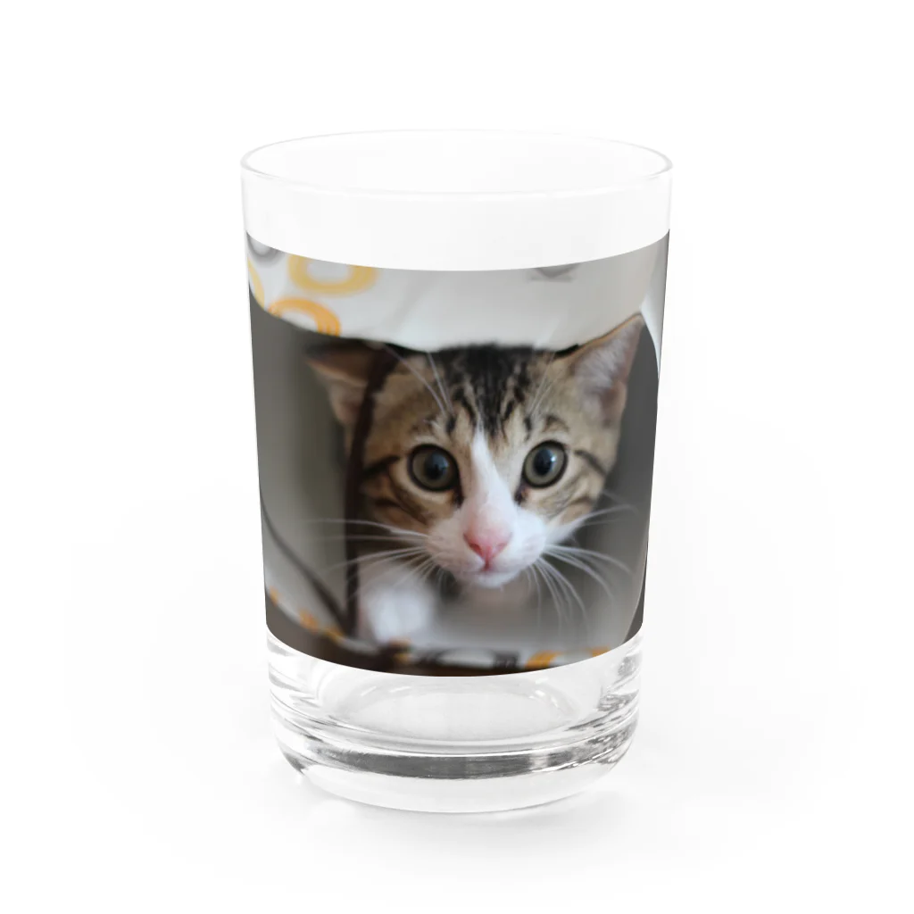 Honey.coのコロくん Water Glass :front