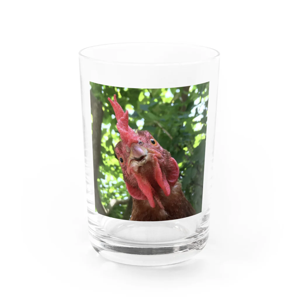 ぱつこのニワトリと目が合うグラス グラス前面