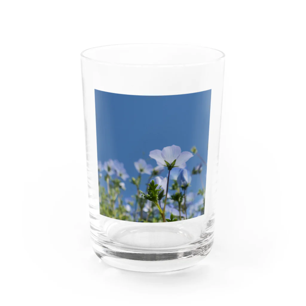 お散歩Photoのネモフィラ Water Glass :front