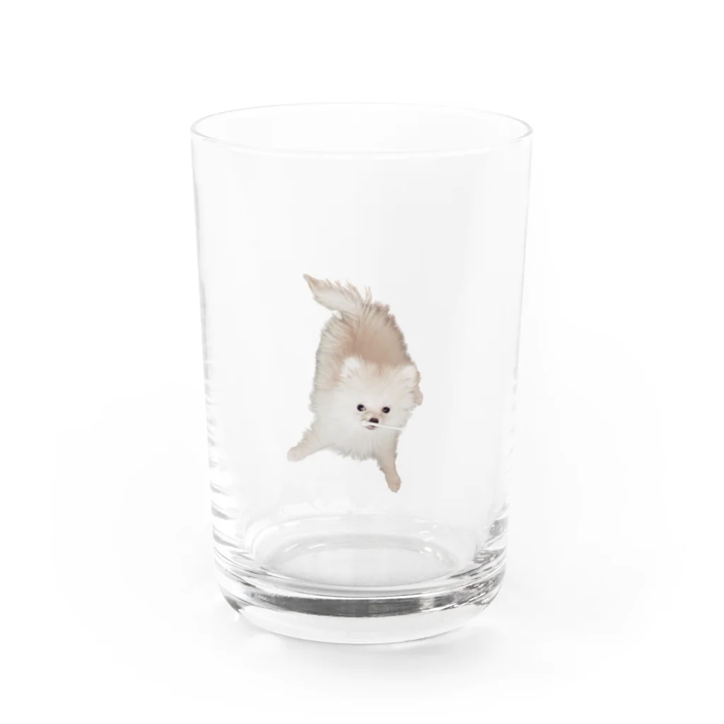 nonoの紐ｶﾐｶﾐののたん（白ポメラニアン） Water Glass :front