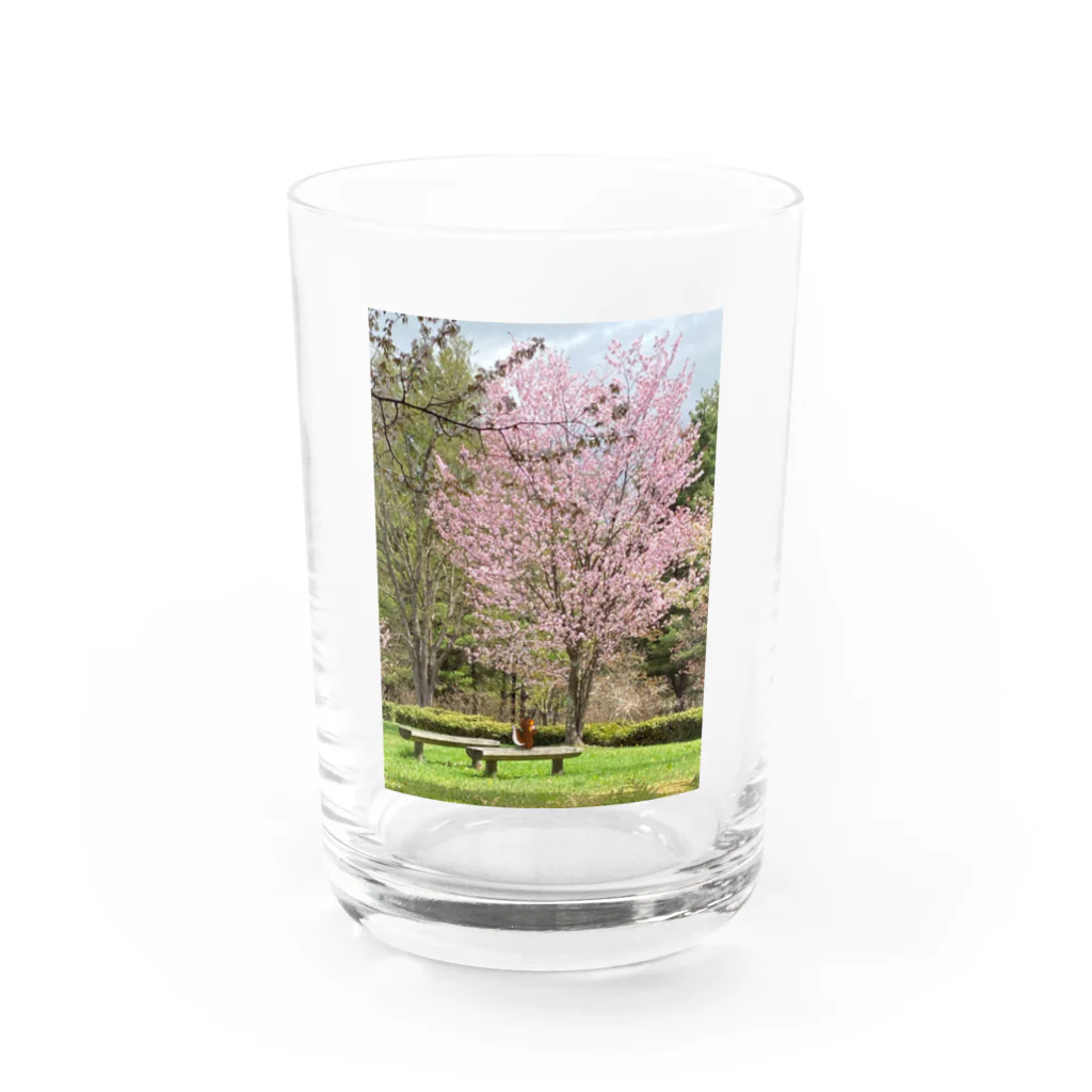 四色アペンド＋の春のりすちゃん Water Glass :front