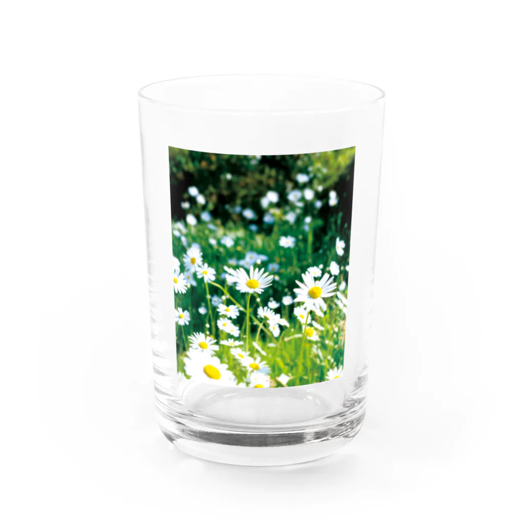 akane_art（茜音工房）の癒しの風景（シャスタデイジー） Water Glass :front