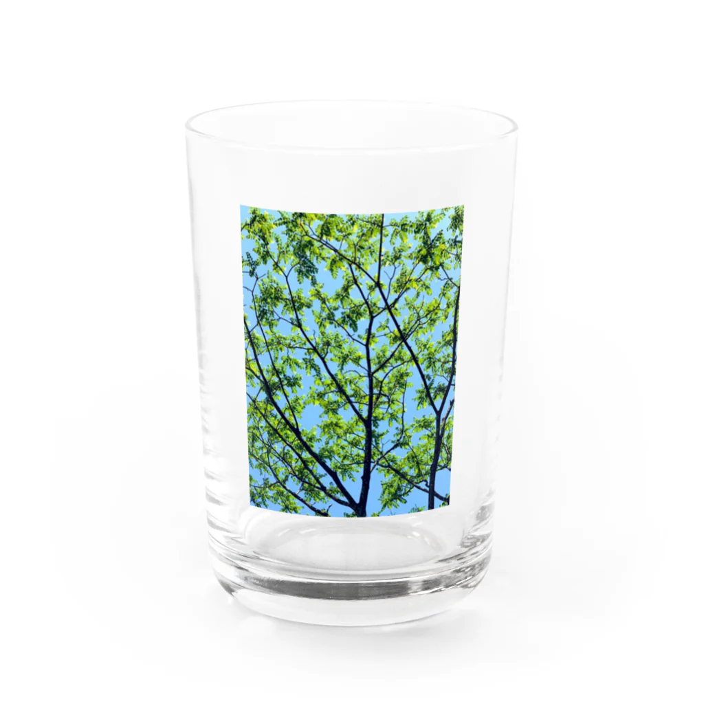 水彩屋の森林浴🌲 Water Glass :front